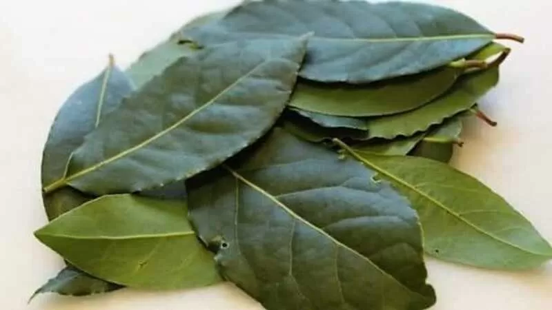 LAUREL (Laurus nobilis) Imagen noticias Wapi Chilwe