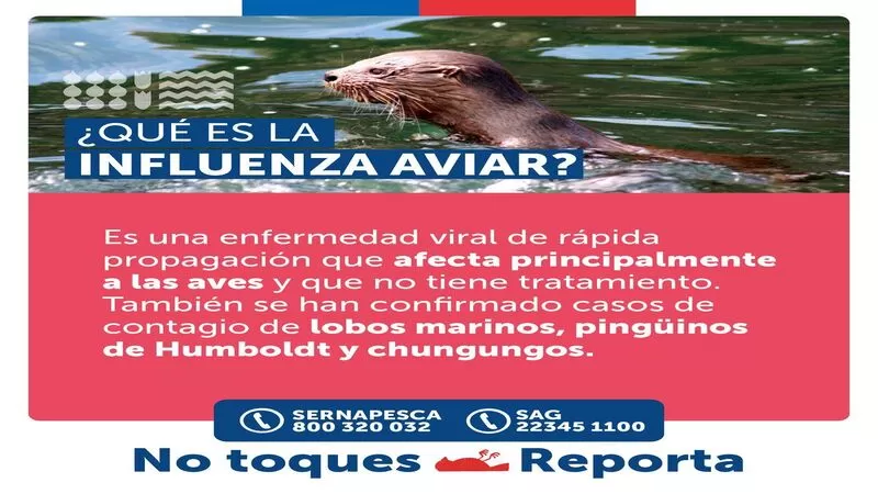 ¿QUÉ ES LA INFLUENZA AVIAR? Imagen noticias Wapi Chilwe
